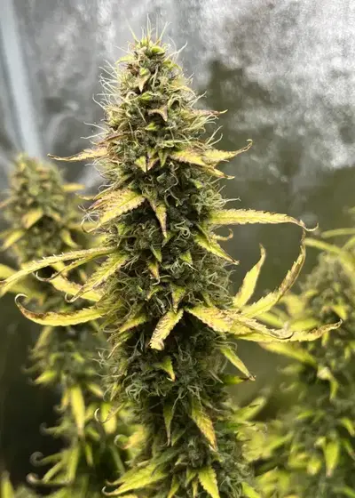24k Gold Autoflowering by Dr. Seeds, Autoflower cannabis strain