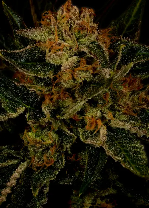 24k Gold by DNA Genetics, Photoperiod cannabis strain