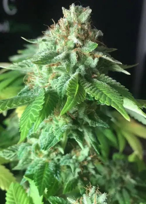 24K Tangie by BSB Genetics, Photoperiod cannabis strain