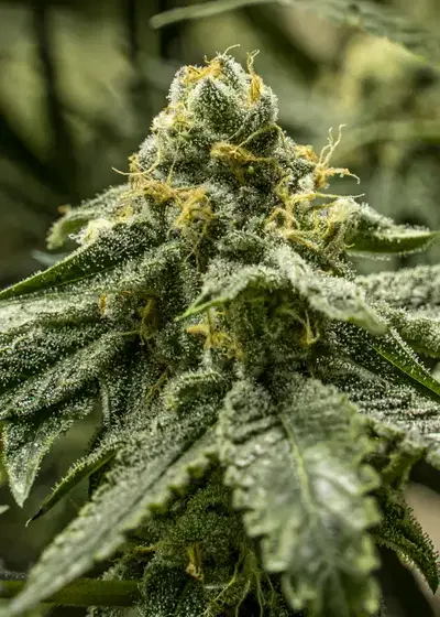 2y2 by R-Kiem Seeds, Photoperiod cannabis strain