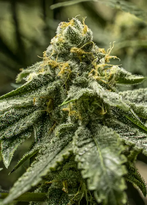 2y2 by R-Kiem Seeds, Photoperiod cannabis strain