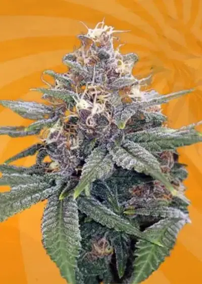 3 Kings Autoflowering by Beaver Seeds, Autoflower cannabis strain