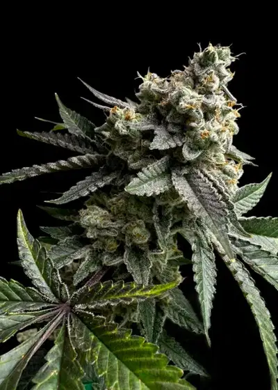 33 OG by TerpyZ Mutant Genetics, Photoperiod cannabis strain