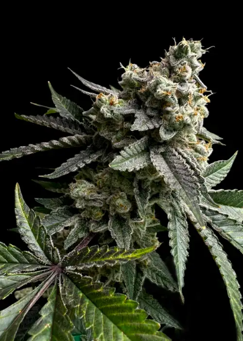 33 OG by TerpyZ Mutant Genetics, Photoperiod cannabis strain