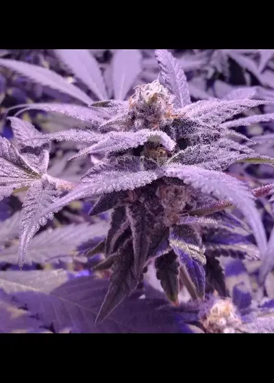 33rd Degree by In House Genetics, Photoperiod cannabis strain