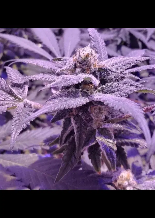 33rd Degree by In House Genetics, Photoperiod cannabis strain
