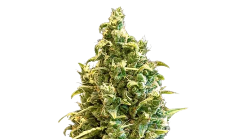 Acapulco Gold by 34 Street Seed Co., Photoperiod cannabis strain