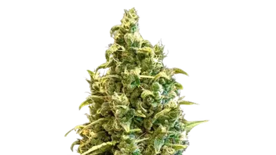Acapulco Gold by 34 Street Seed Co., Photoperiod cannabis strain