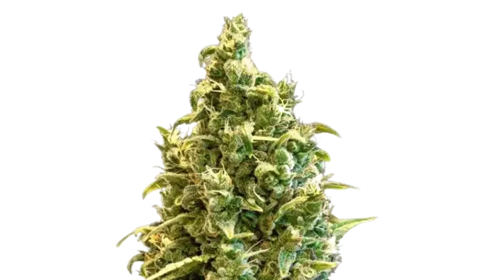 Acapulco Gold by 34 Street Seed Co., Photoperiod cannabis strain