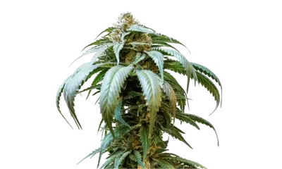 Bubba Kush by 34 Street Seed Co., Photoperiod cannabis strain