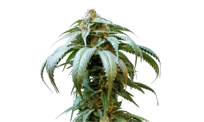 Bubba Kush by 34 Street Seed Co., Photoperiod cannabis strain