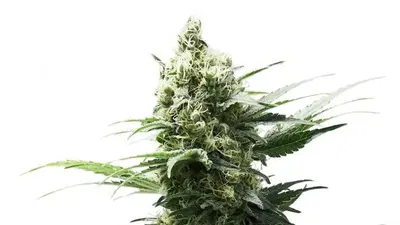 Chocolope by 34 Street Seed Co., Photoperiod cannabis strain