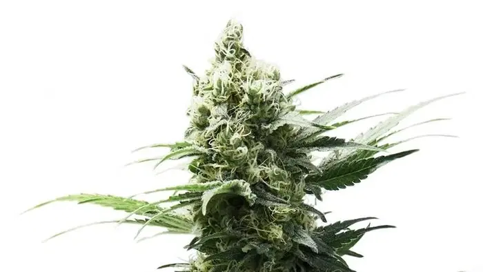 Chocolope by 34 Street Seed Co., Photoperiod cannabis strain