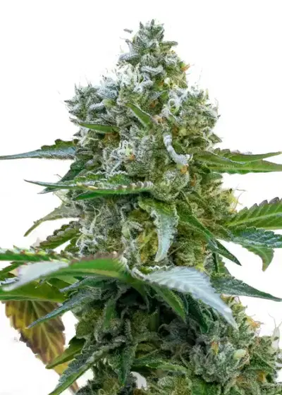 34 Street Cookies by 34 Street Seed Co., Photoperiod cannabis strain