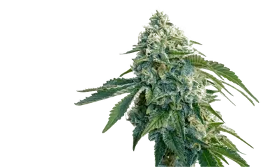 Garlic Cookies by 34 Street Seed Co., Photoperiod cannabis strain