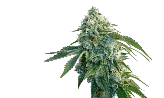 Garlic Cookies by 34 Street Seed Co., Photoperiod cannabis strain