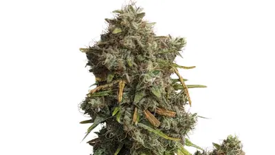 34 Street Jack Herer by 34 Street Seed Co., Photoperiod cannabis strain