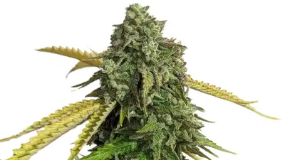 34 Street OG Kush by 34 Street Seed Co., Photoperiod cannabis strain