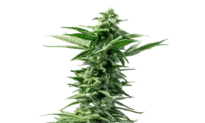 Pineapple Express by 34 Street Seed Co., Photoperiod cannabis strain