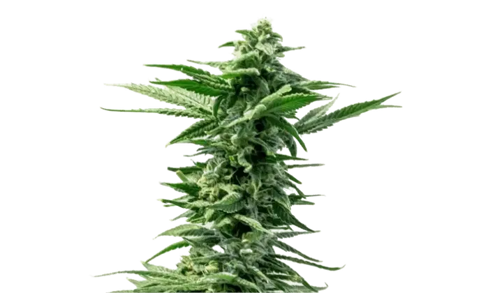 Pineapple Express by 34 Street Seed Co., Photoperiod cannabis strain