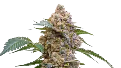Pink Kush by 34 Street Seed Co., Photoperiod cannabis strain