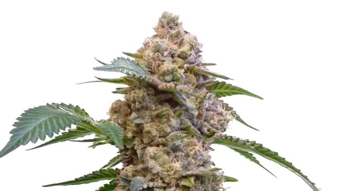 Pink Kush by 34 Street Seed Co., Photoperiod cannabis strain
