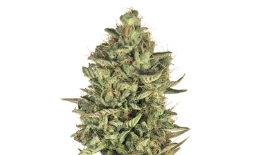 Super Lemon Haze by 34 Street Seed Co., Photoperiod cannabis strain