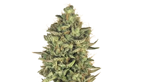 Super Lemon Haze by 34 Street Seed Co., Photoperiod cannabis strain