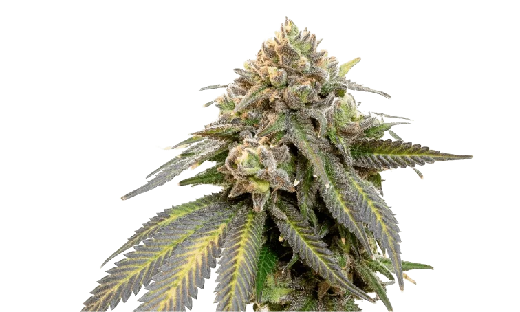 Triple Scoop by 34 Street Seed Co., Photoperiod cannabis strain