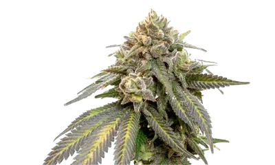 Triple Scoop by 34 Street Seed Co., Photoperiod cannabis strain