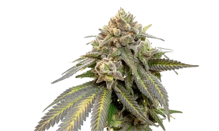 Triple Scoop by 34 Street Seed Co., Photoperiod cannabis strain