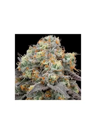 41 Sherb by Grounded Genetics, Photoperiod cannabis strain
