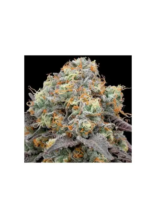 41 Sherb by Grounded Genetics, Photoperiod cannabis strain