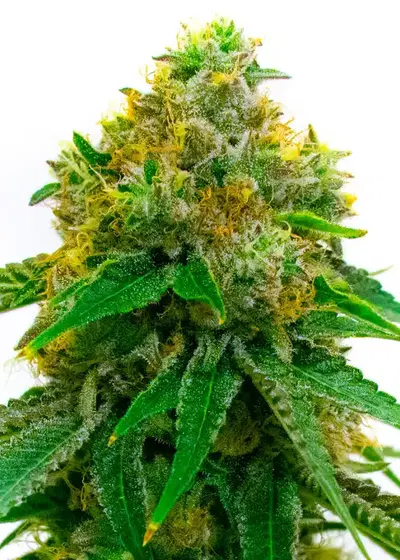 5 Alive by Cannarado Genetics, Photoperiod cannabis strain