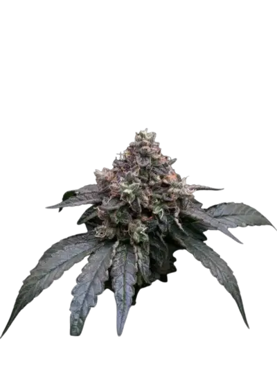 50 Dragons by UKHTA Genetics, Photoperiod cannabis strain