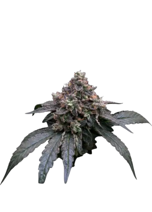 50 Dragons by UKHTA Genetics, Photoperiod cannabis strain