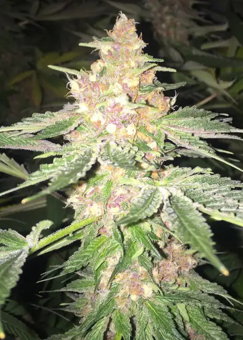 5G by Soma Seeds, Photoperiod cannabis strain