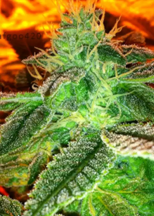 5K Puff by Gage Green, Photoperiod cannabis strain