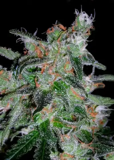 60 Day Lemon Autoflower by DNA Genetics, Autoflower cannabis strain