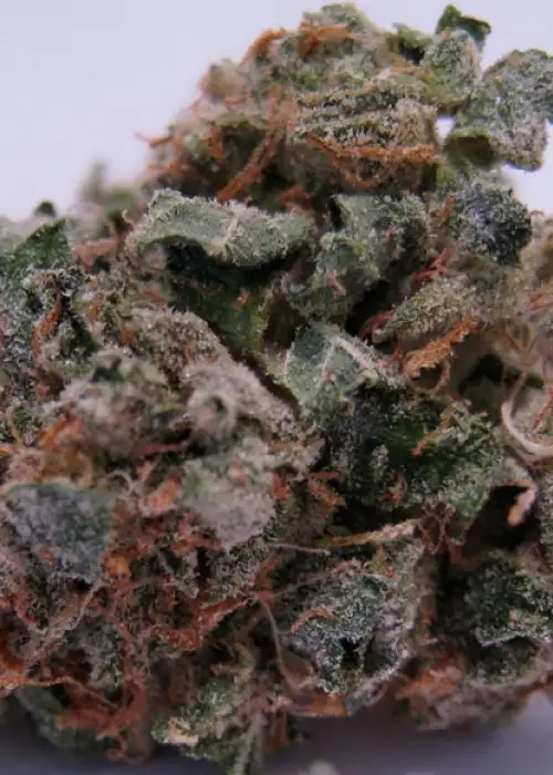 707 Headband by Humboldt Seed Organization, Photoperiod cannabis strain