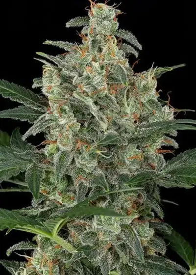 710 Cheese by 710 Genetics, Photoperiod cannabis strain