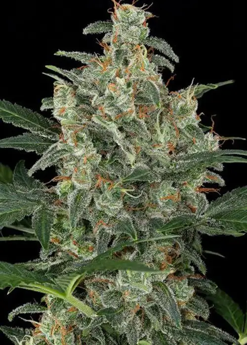710 Cheese by 710 Genetics, Photoperiod cannabis strain
