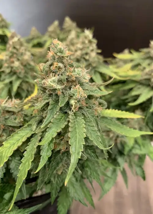 710 Diesel by 710 Genetics, Photoperiod cannabis strain