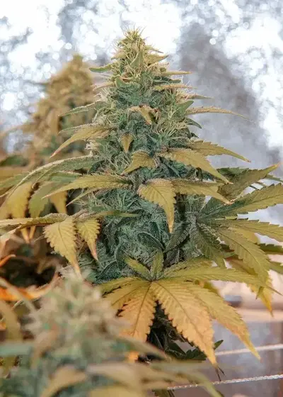 710 Mango by 710 Genetics, Photoperiod cannabis strain