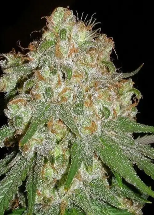 710 OG by 710 Genetics, Photoperiod cannabis strain