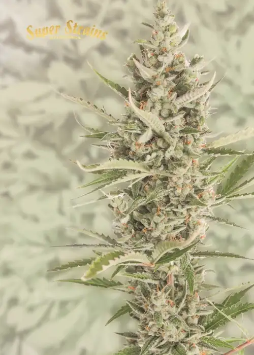 7th Wave by Super Strains, Photoperiod cannabis strain