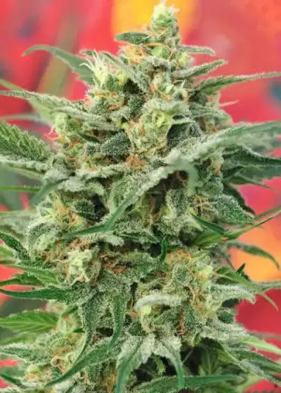 8 Miles High by Mandala, Photoperiod cannabis strain