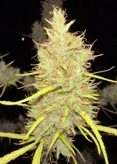 80’s Durban Poison by Khalifa Genetics, Photoperiod cannabis strain