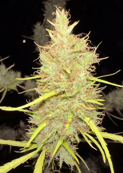 80’s Durban Poison by Khalifa Genetics, Photoperiod cannabis strain