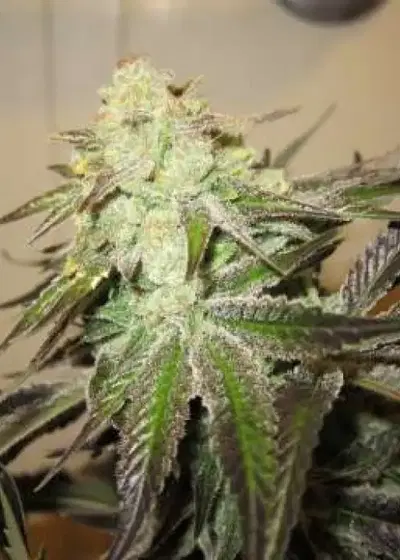 818 Headband aka Sour OG by The Cali Connection, Photoperiod cannabis strain